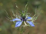 Nigella damascena. Цветок. Крым, Севастополь, пустырь. 24 мая 2013 г.