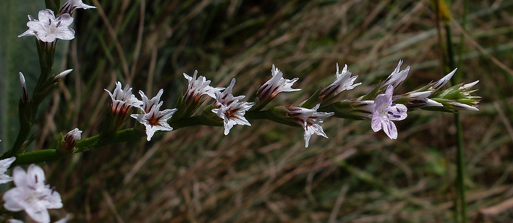 Image of Goniolimon tataricum specimen.