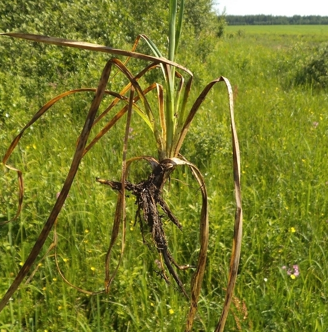 Image of Carex panicea specimen.