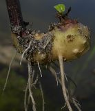 Scrophularia nodosa. Клубневидное корневище (длина около 3 см). Киев, берег Святошинского озера. 6июня 2009 г.