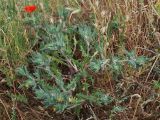 Centaurea benedicta. Цветущее растение. Узбекистан, г. Ташкент, Актепа Юнусабадская. 25.05.2013.