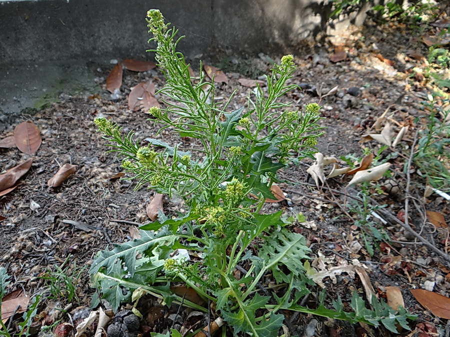 Image of Sisymbrium confertum specimen.