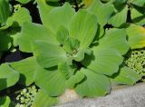 Pistia stratiotes. Цветущее растение. Таиланд, остров Тао. 25.06.2013.