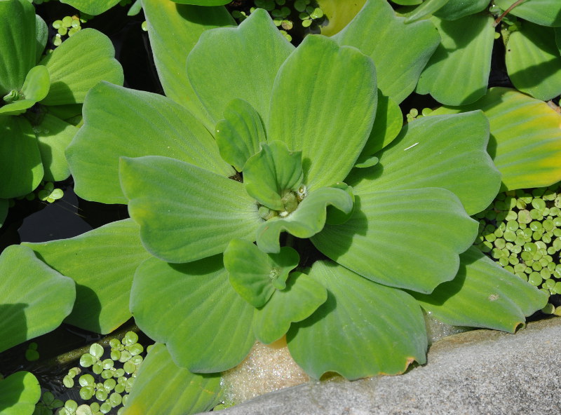 Изображение особи Pistia stratiotes.