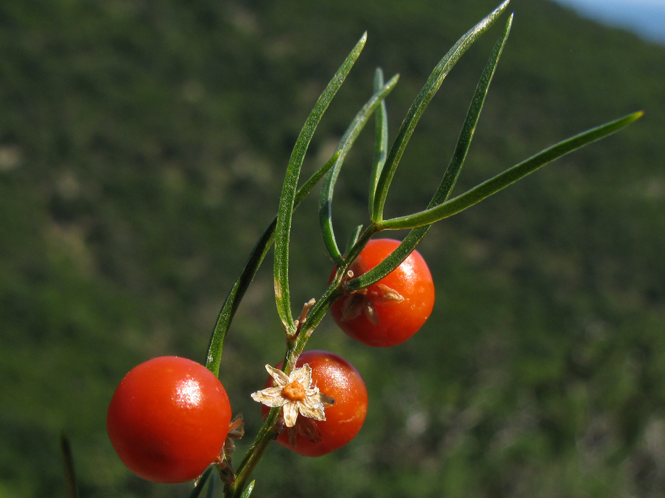 Image of Asparagus verticillatus specimen.