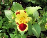 genus Mimulus. Верхушка цветущего растения. Владивосток, Ботанический сад-институт ДВО РАН. 10 августа 2013 г.