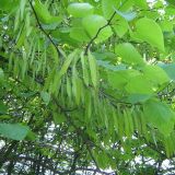 Cercis canadensis