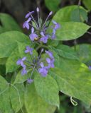 Pseuderanthemum crenulatum. Верхушка цветущего растения (Pseuderanthemum graciliflorum (Nees) Ridl.). Таиланд, остров Тао. 25.06.2013.