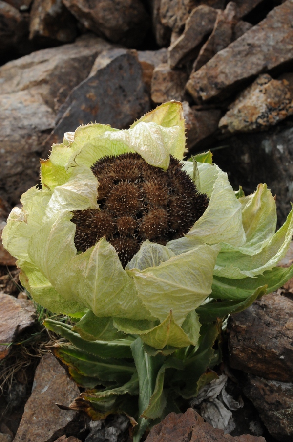 Image of Saussurea involucrata specimen.
