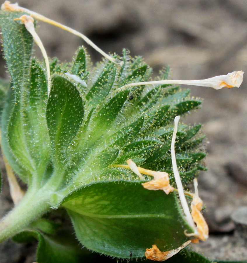 Image of Collomia grandiflora specimen.