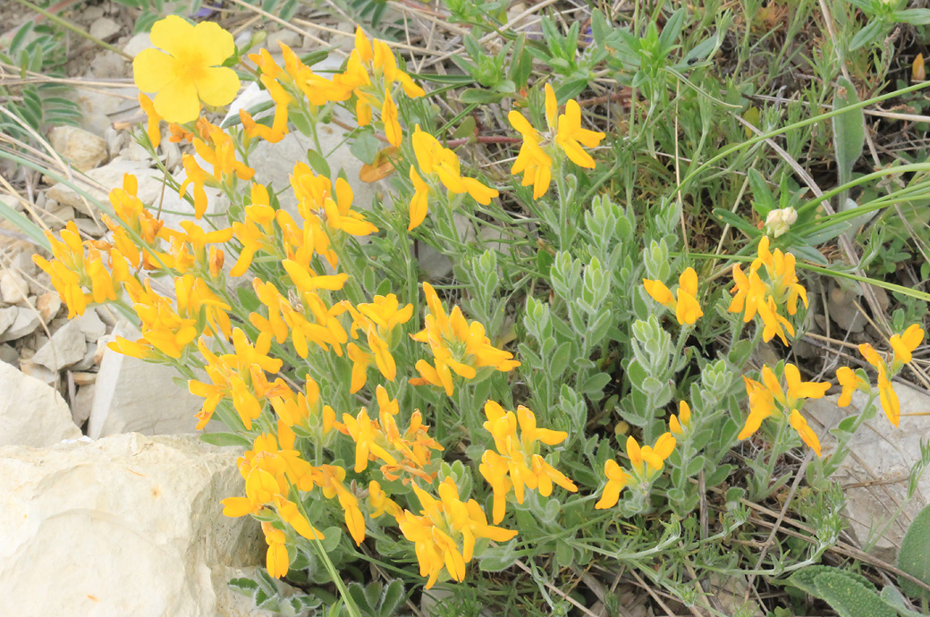 Image of Genista humifusa specimen.