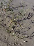 Hyalea pulchella. Цветущее растение. Узбекистан, Бухарская обл., бугристые пески южнее озера Денгизкуль. 05.06.2009.