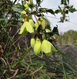 Clematis cirrhosa