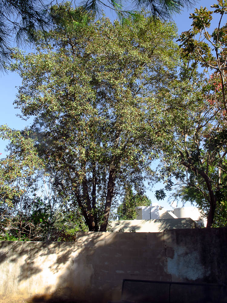 Image of Lagunaria patersonia specimen.