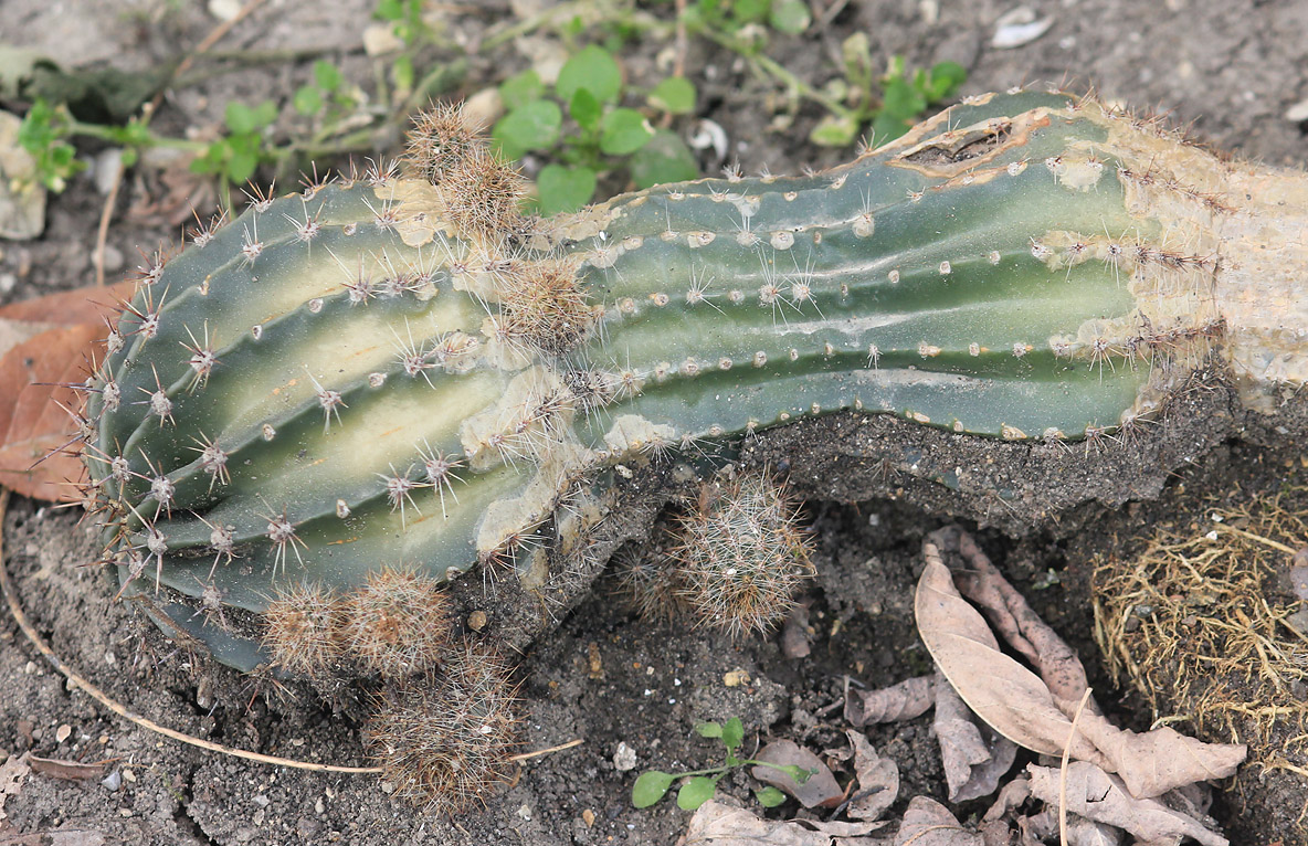 Изображение особи род Echinopsis.