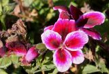 Pelargonium × domesticum. Цветки. Германия, г. Essen, Grugapark. 29.09.2013.