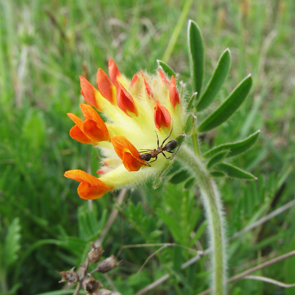 Image of Anthyllis macrocephala specimen.