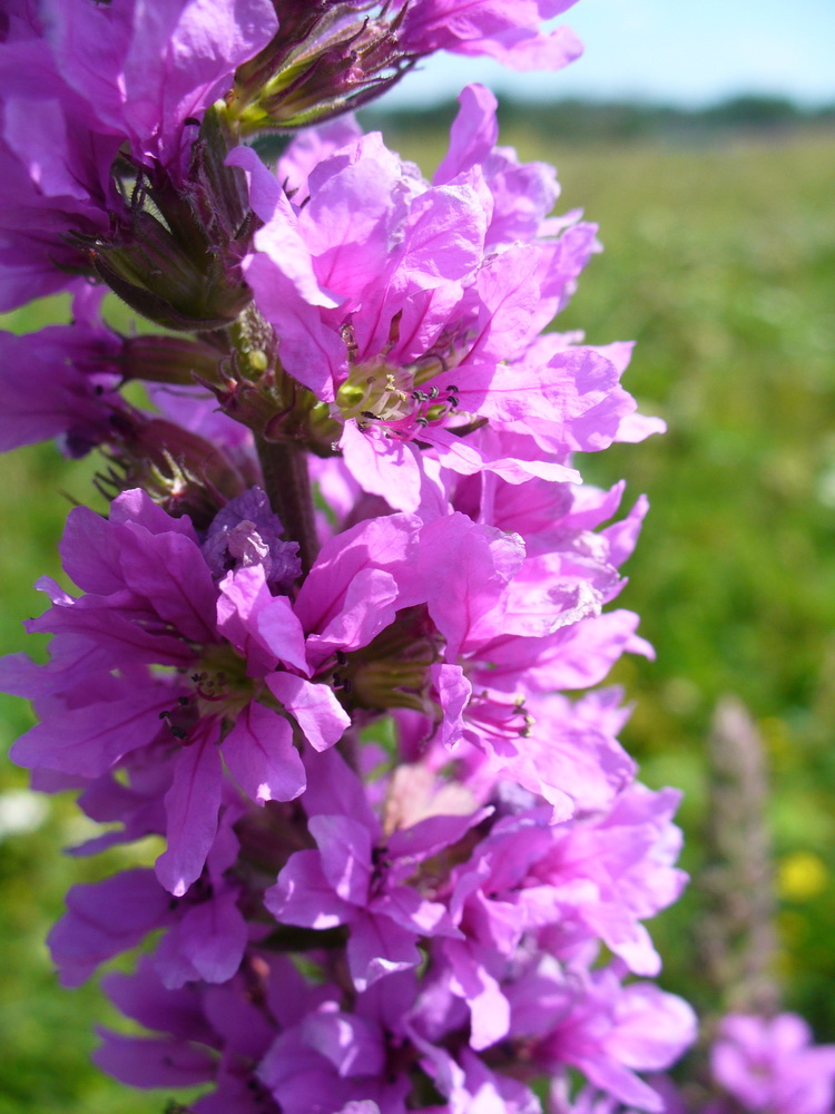 Image of Lythrum salicaria specimen.