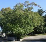 Liquidambar styraciflua