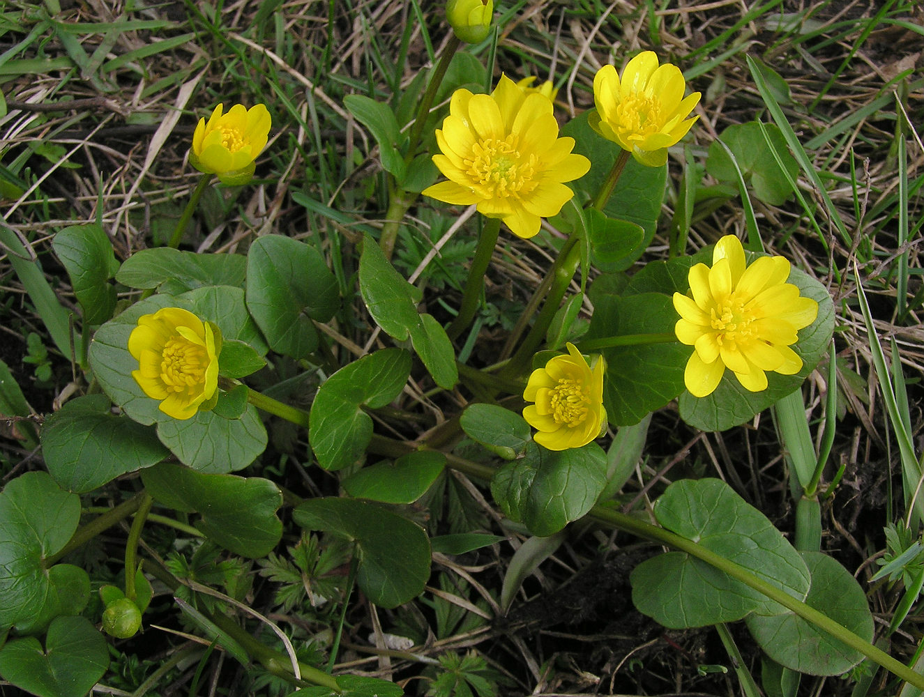 Image of Ficaria verna specimen.