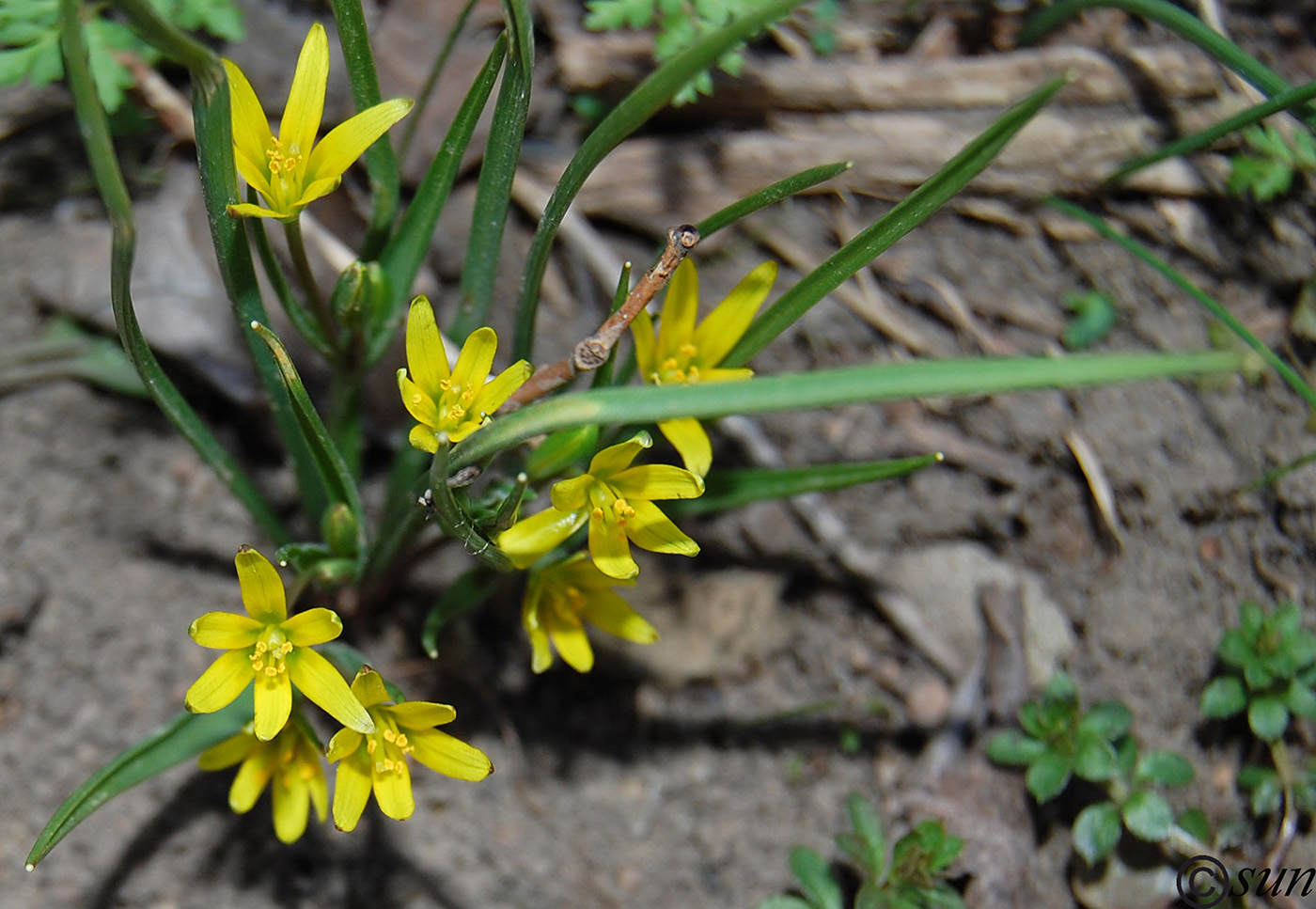 Image of genus Gagea specimen.