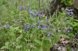 Pulmonaria mollis