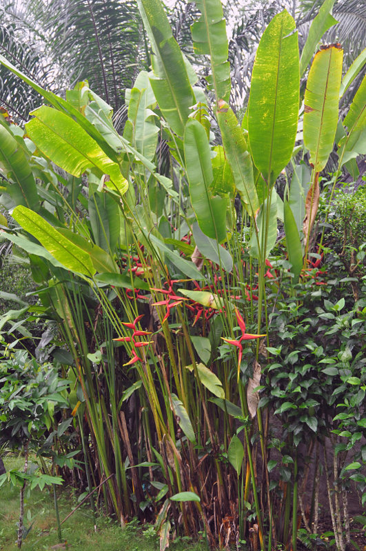 Изображение особи Heliconia &times; rauliniana.