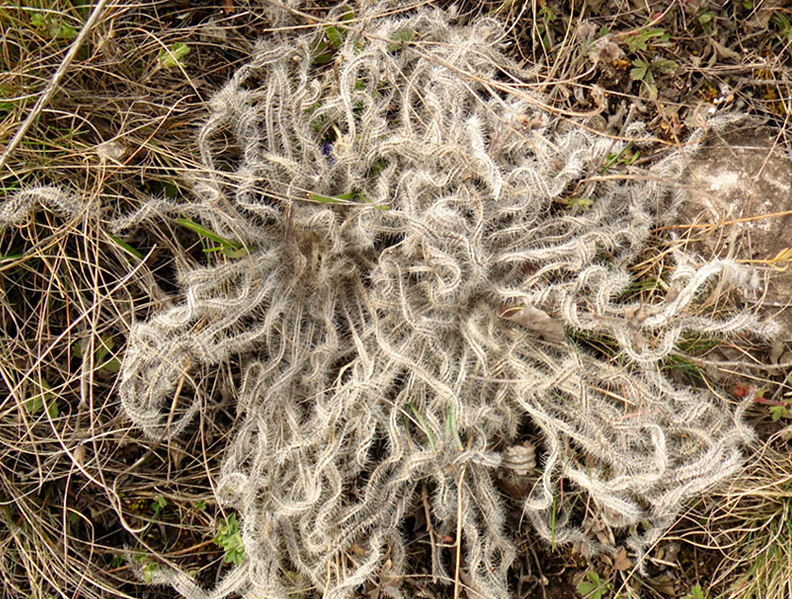 Изображение особи Onosma visianii.