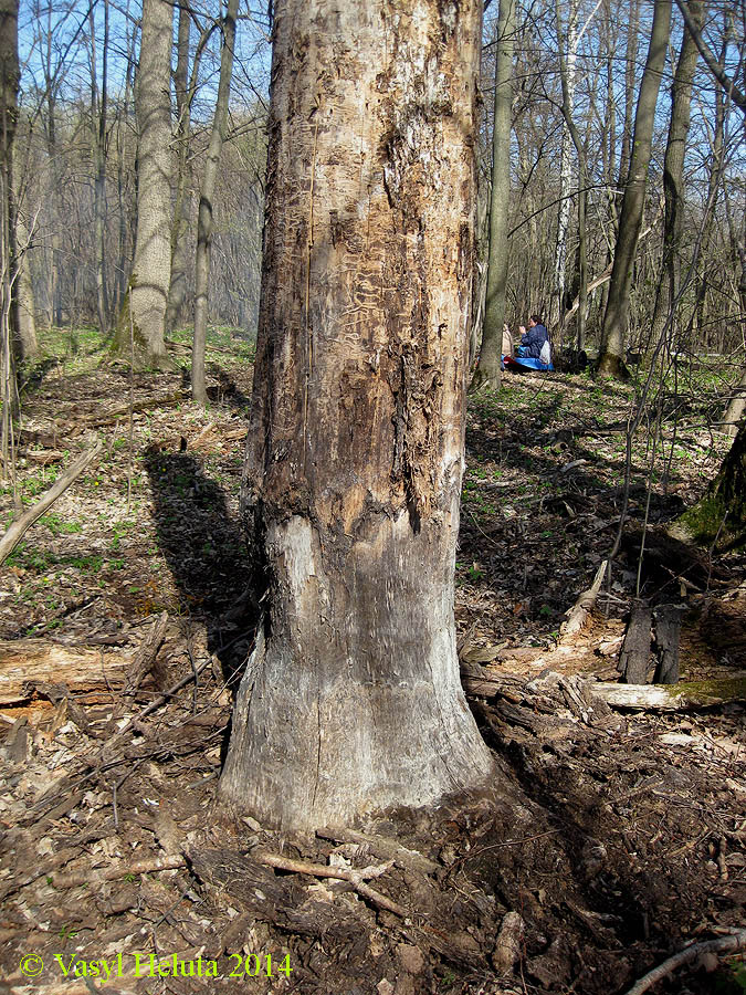 Image of Populus tremula specimen.