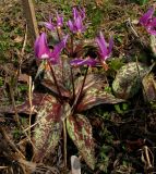 Erythronium sajanense