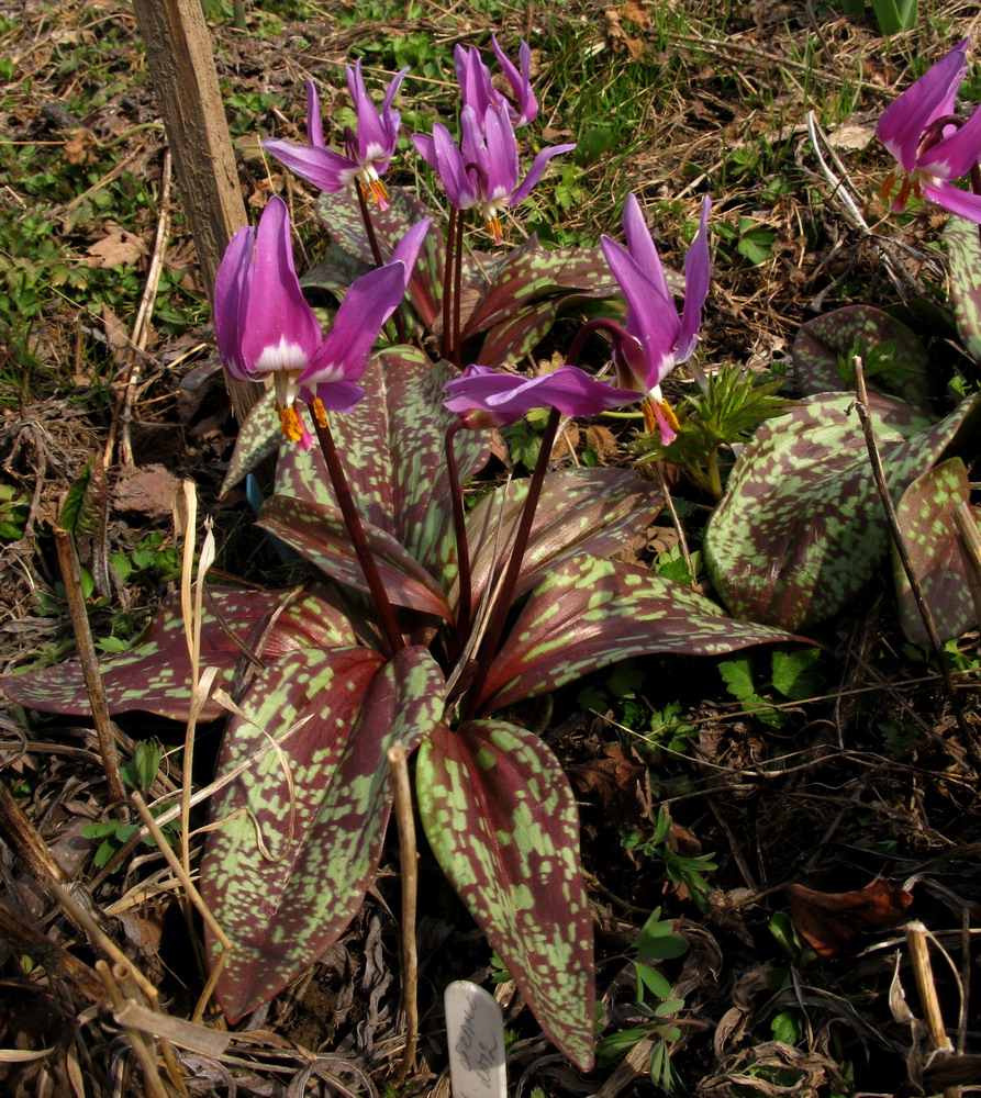 Изображение особи Erythronium sajanense.