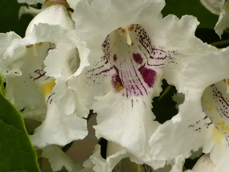 Image of Catalpa speciosa specimen.