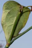 Leycesteria formosa