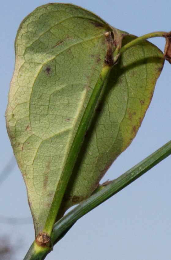 Image of Leycesteria formosa specimen.