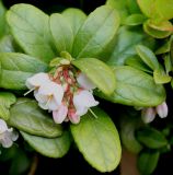Vaccinium vitis-idaea. Верхушка побега с соцветием. Германия, г. Дюссельдорф, Ботанический сад университета. 28.04.2014.