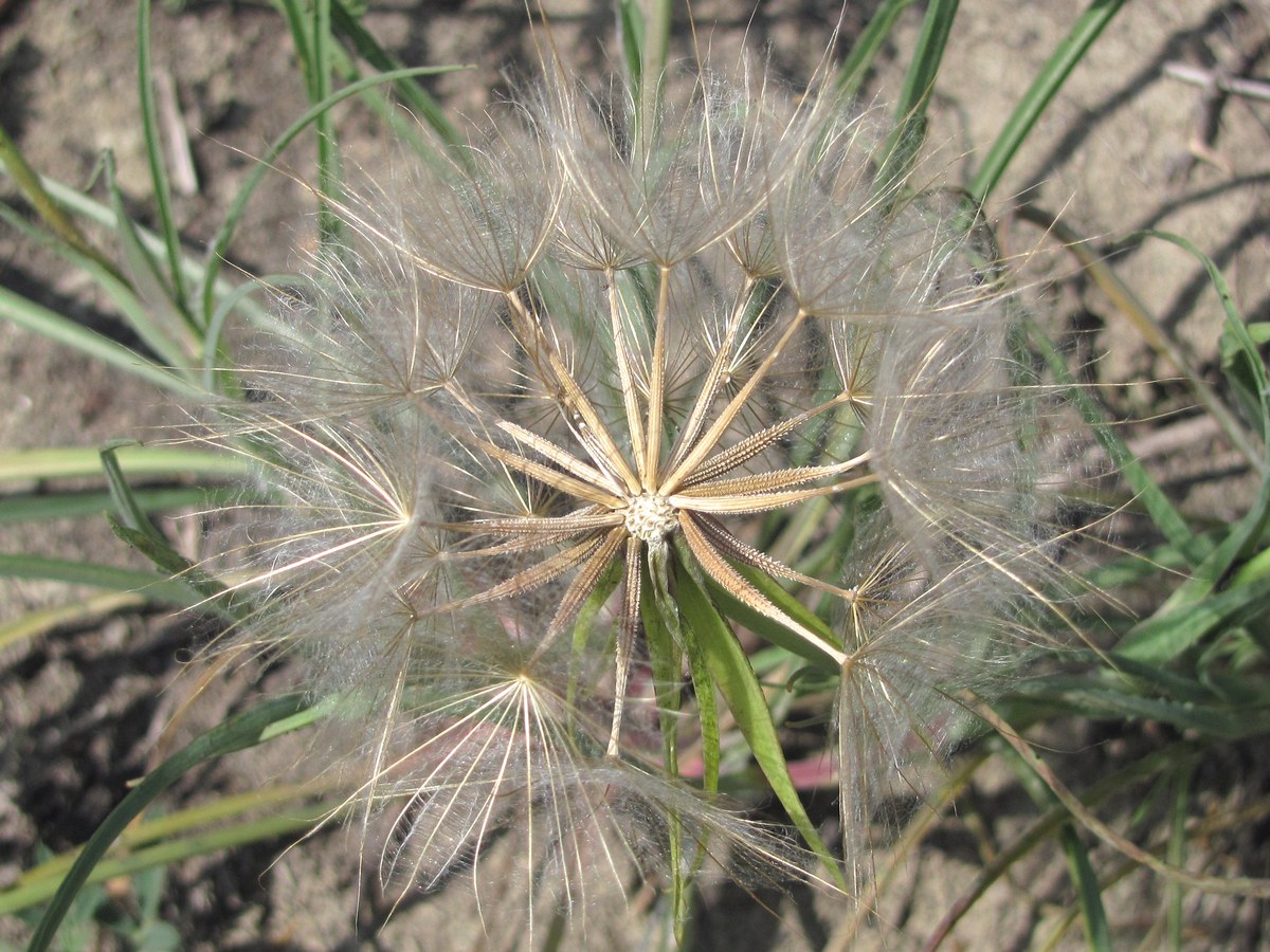 Image of Tragopogon pusillus specimen.