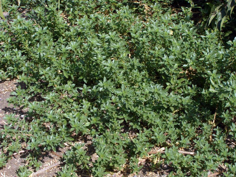 Image of Amaranthus blitoides specimen.