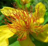 Hypericum ascyron