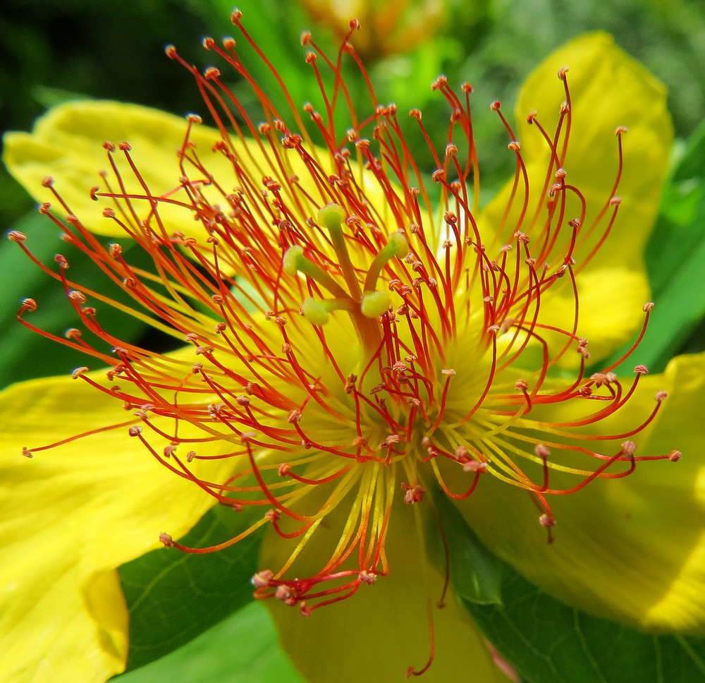 Изображение особи Hypericum ascyron.