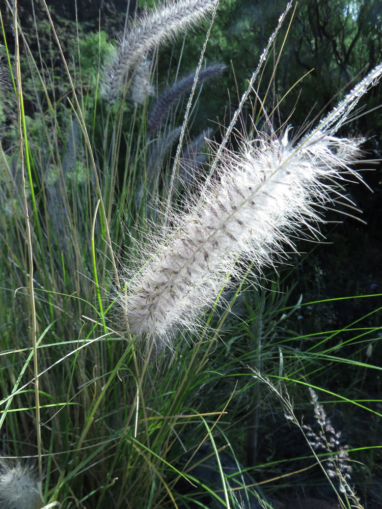 Изображение особи Pennisetum setaceum.