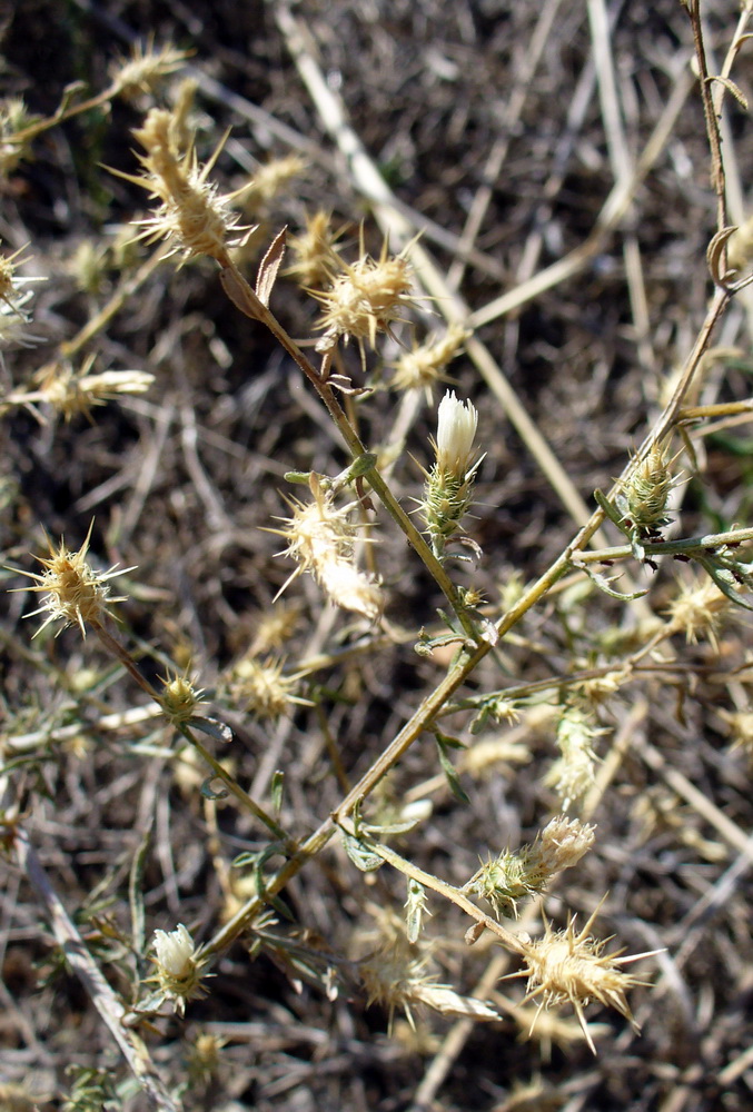 Изображение особи Centaurea diffusa.