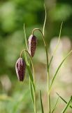 Fritillaria meleagris. Верхушки расцветающих растений. Мурманск, в культуре. 05.06.2014.