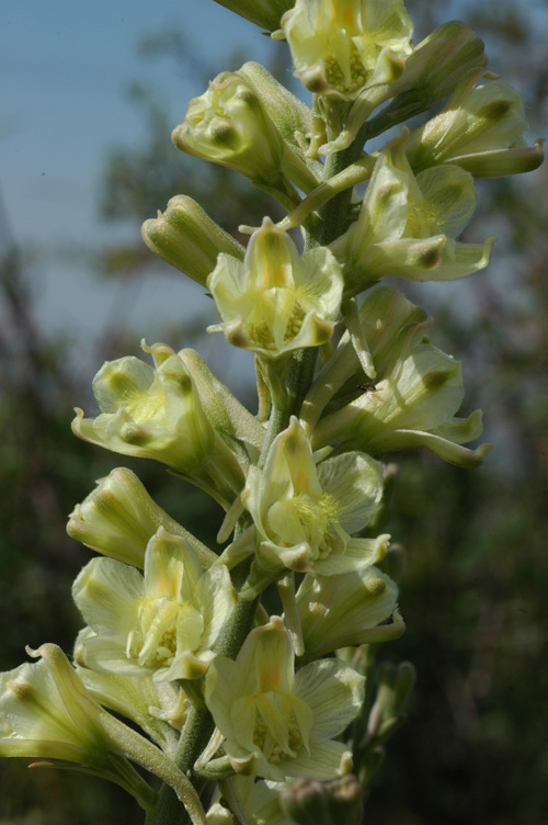 Image of Delphinium biternatum specimen.