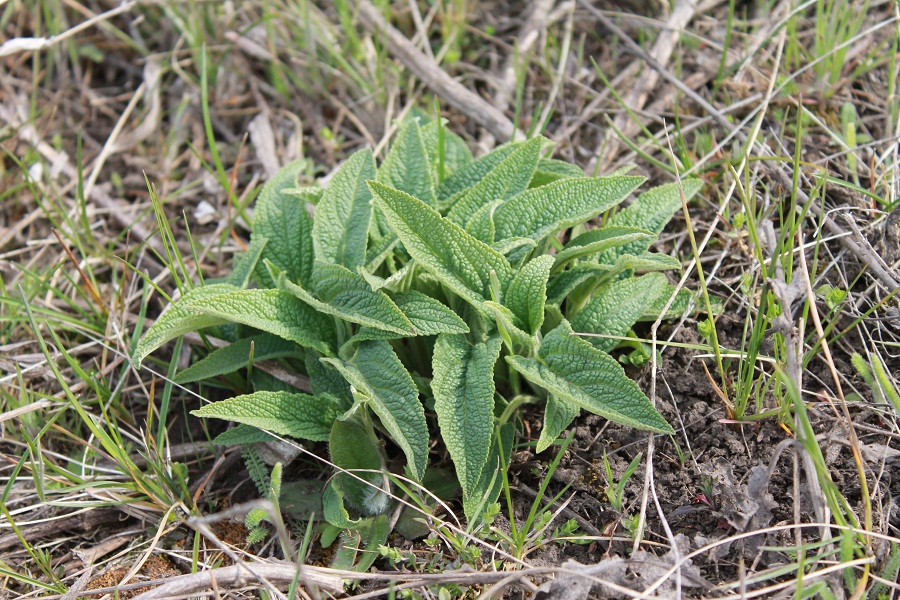 Изображение особи Phlomis pungens.