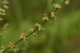 Rumex conglomeratus