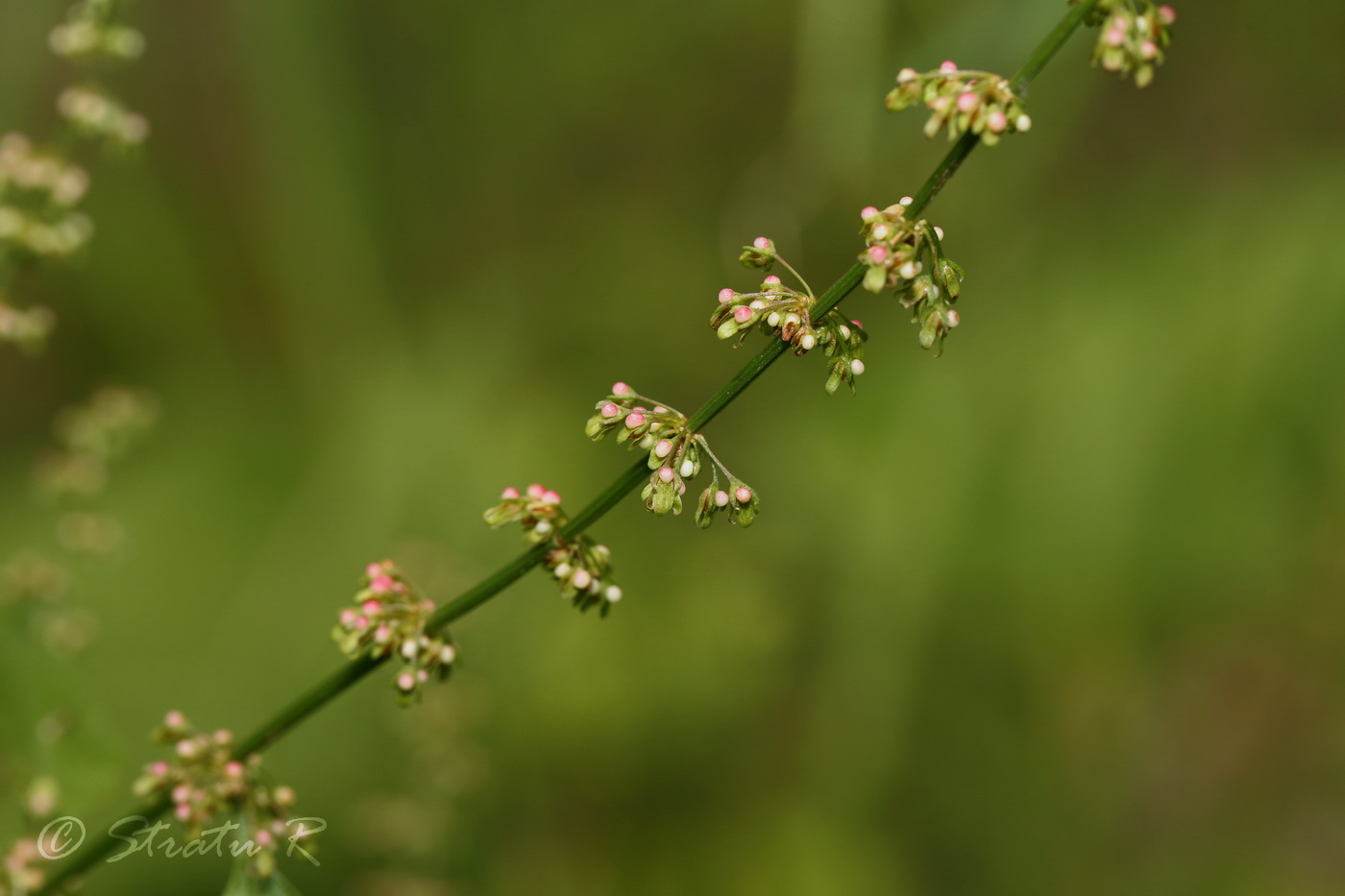 Изображение особи Rumex conglomeratus.