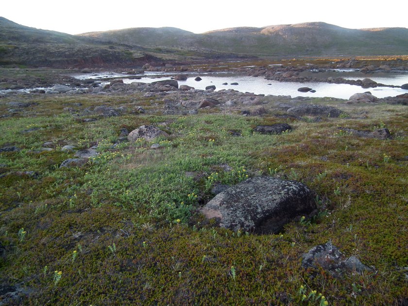 Image of Rhodiola rosea specimen.