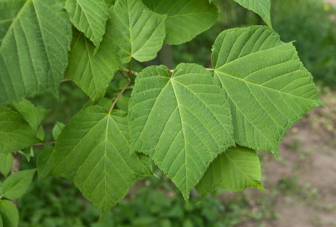 Image of Acer tegmentosum specimen.