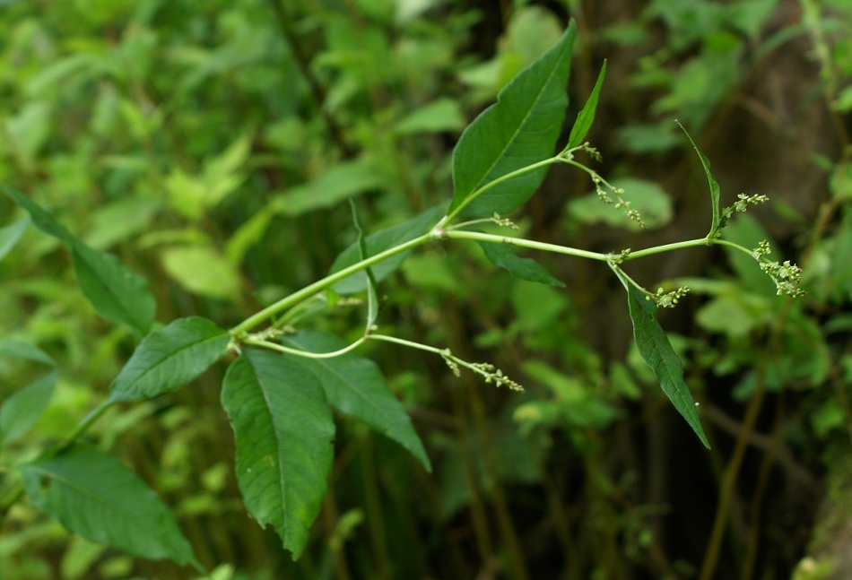 Изображение особи Aconogonon limosum.