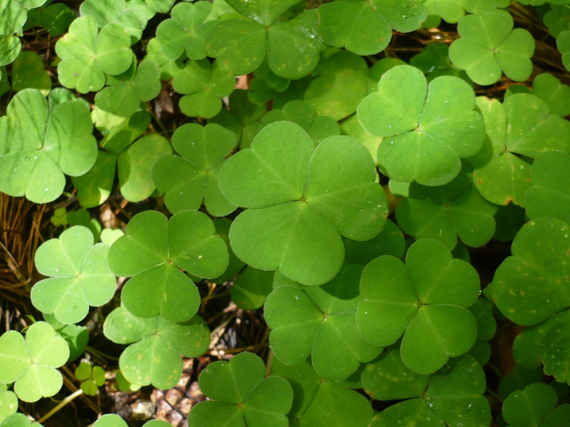 Image of Oxalis acetosella specimen.